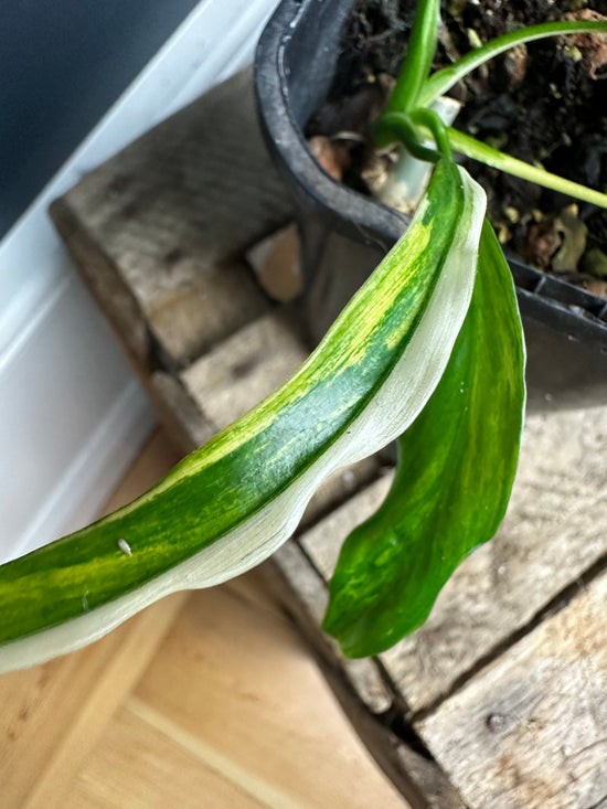 Load image into Gallery viewer, Philodendron Holtonianum Variegata
