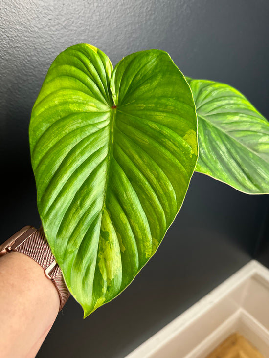 Philodendron Plowmanii Variegated