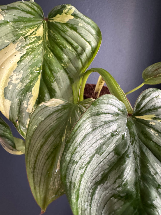 Philodendron Mamei Silver Cloud Var