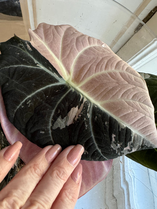 Alocasia Black Velvet Pink (Extra Large Size)