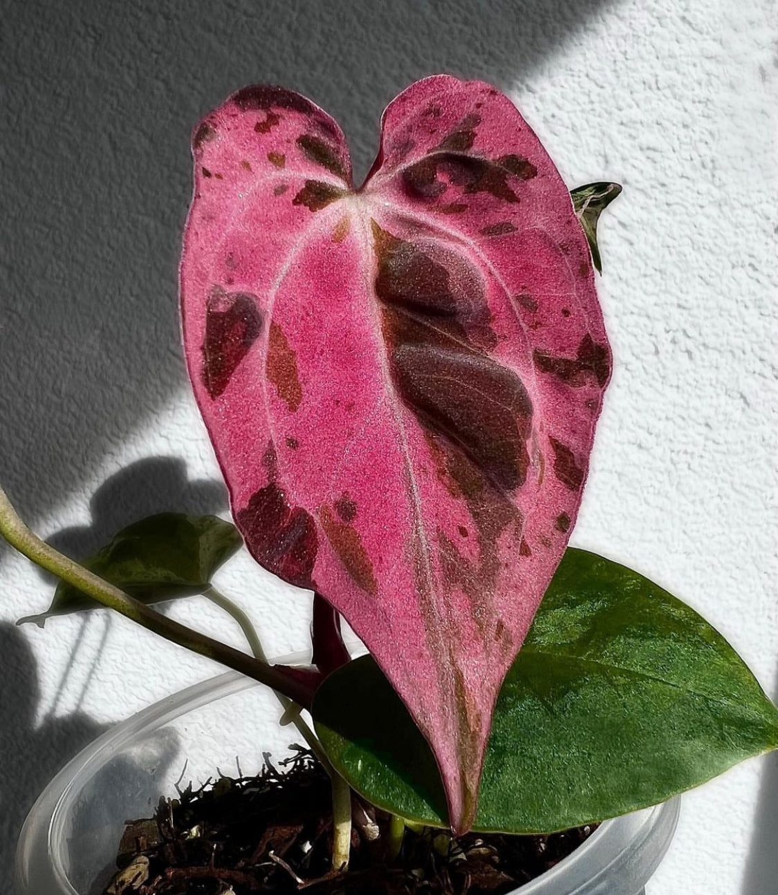 Anthurium Hot Barbie