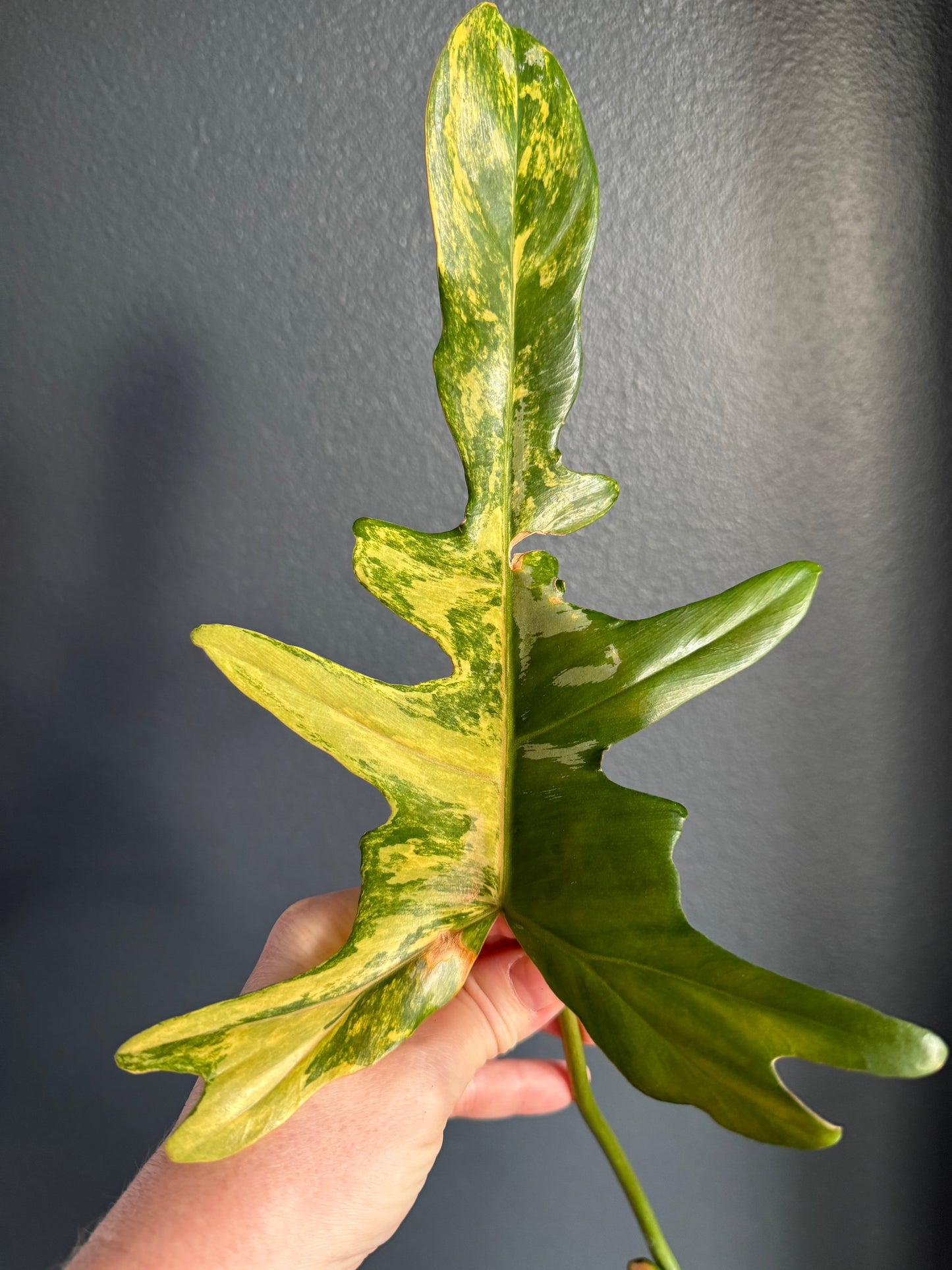 Philodendron Florida Beauty x Mayoi