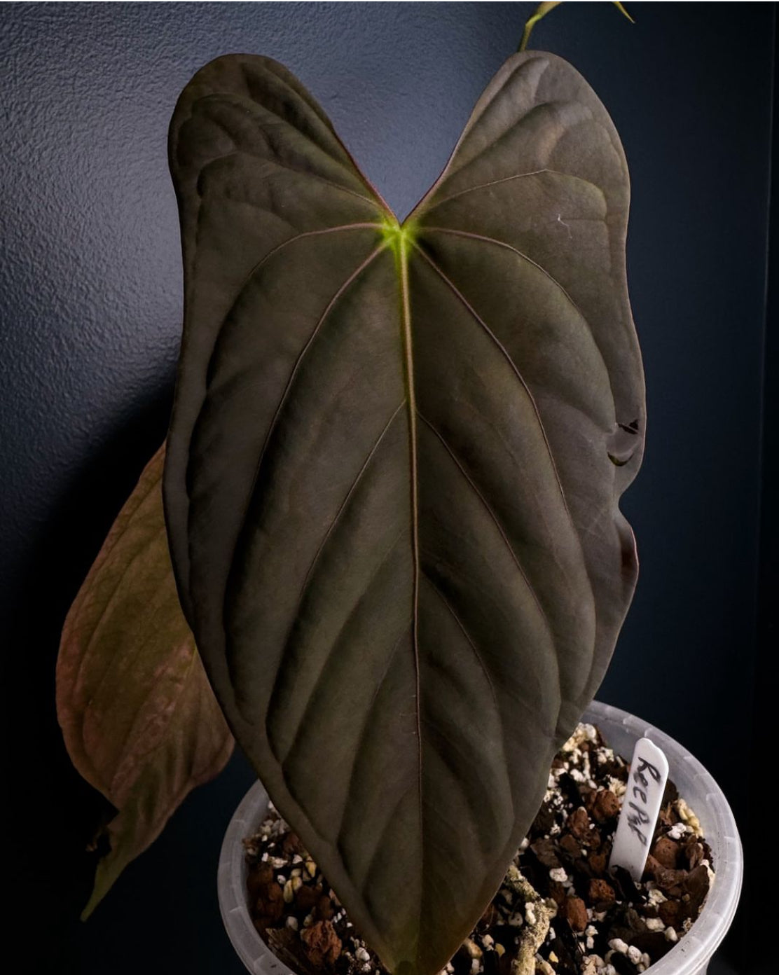 Anthurium Ree Gardens Clone Papilliminum Seedlings