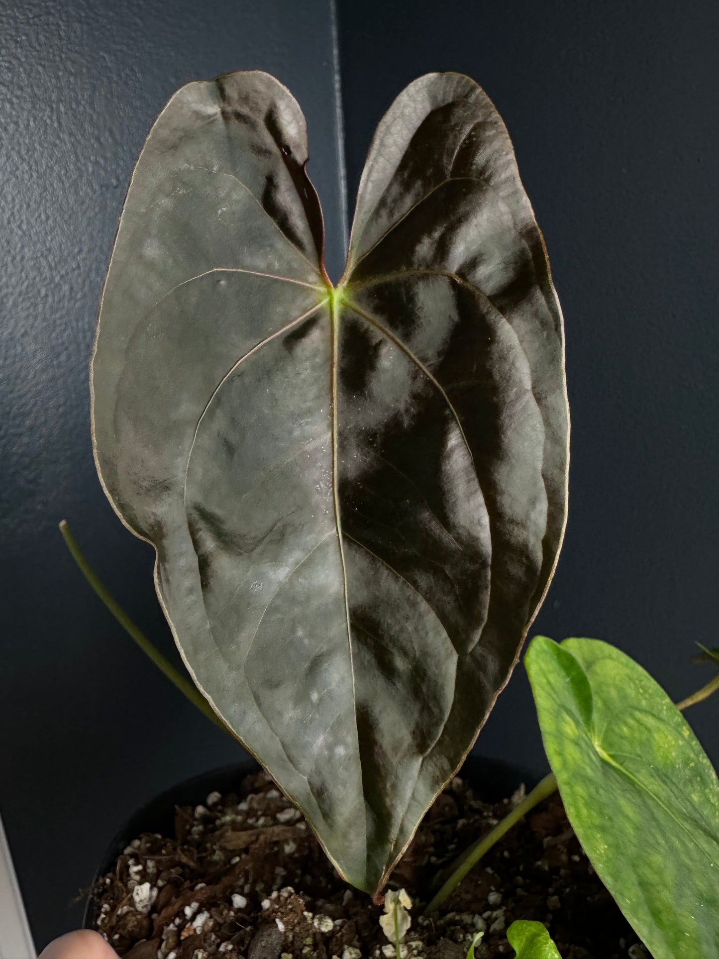 Anthurium Papillilaminum Extra Dark (South America) Top