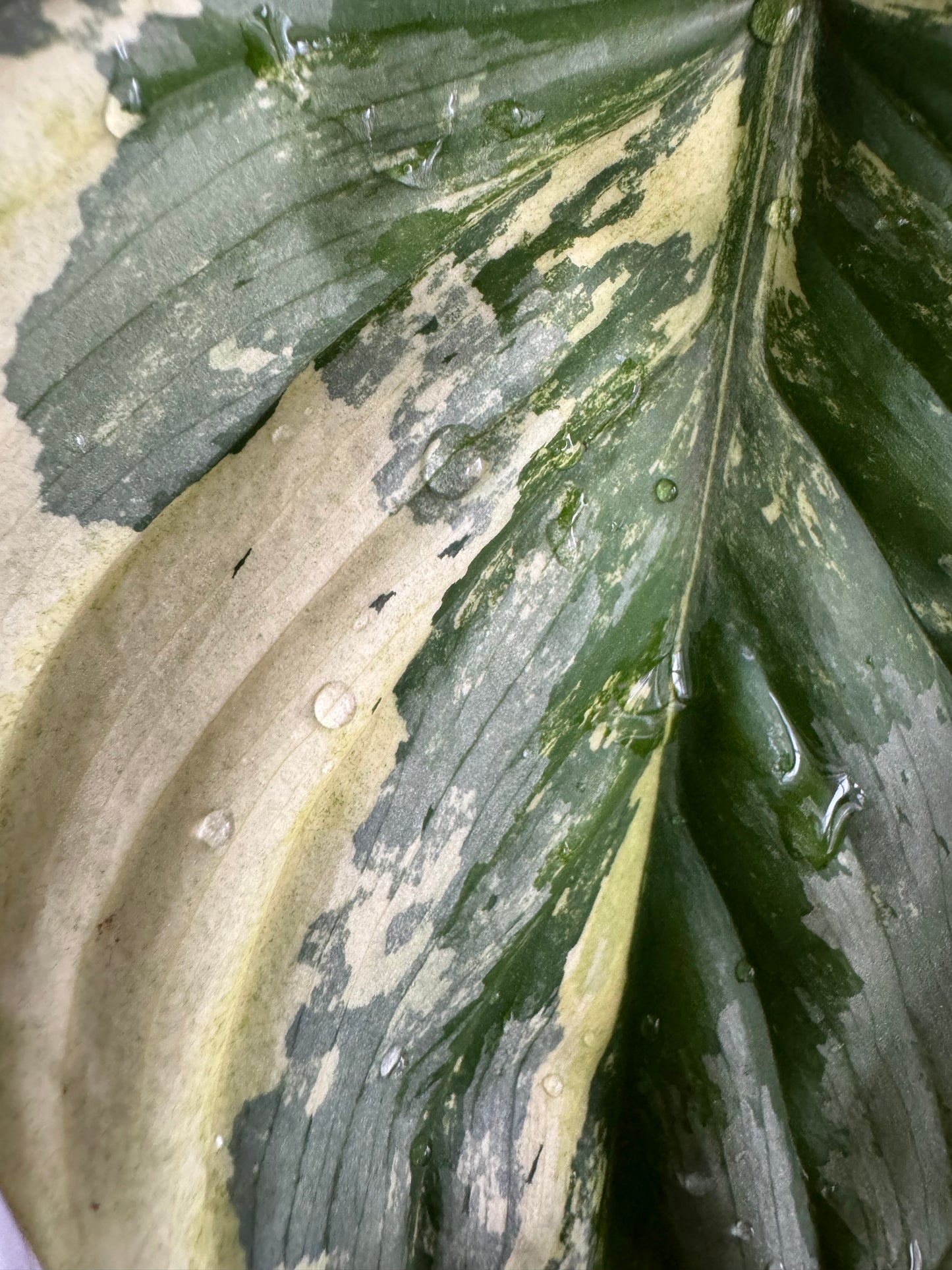 Philodendron Mamei Silver Cloud Var