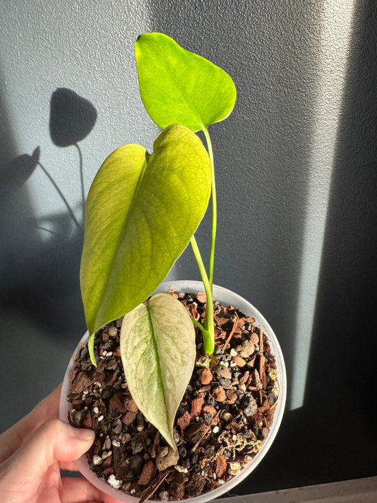 Monstera Mint Large Form from seed