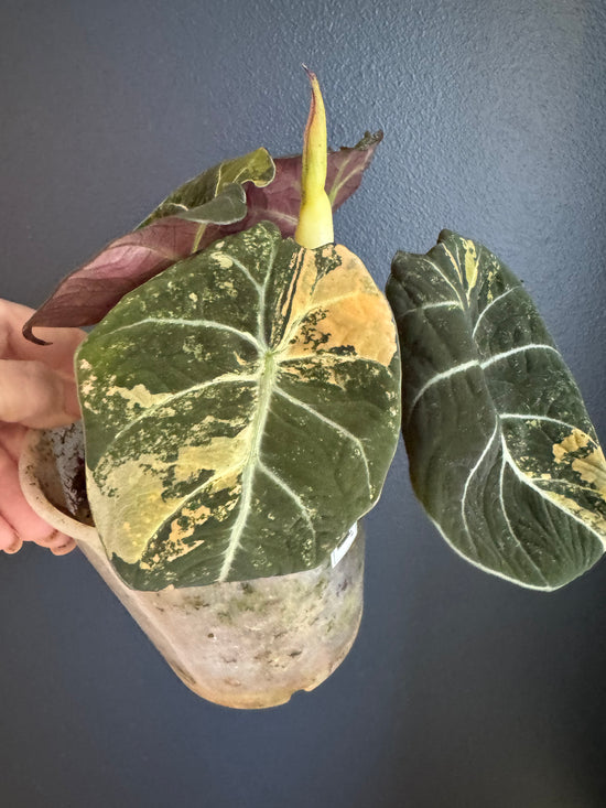 Alocasia Gold Black Velvet