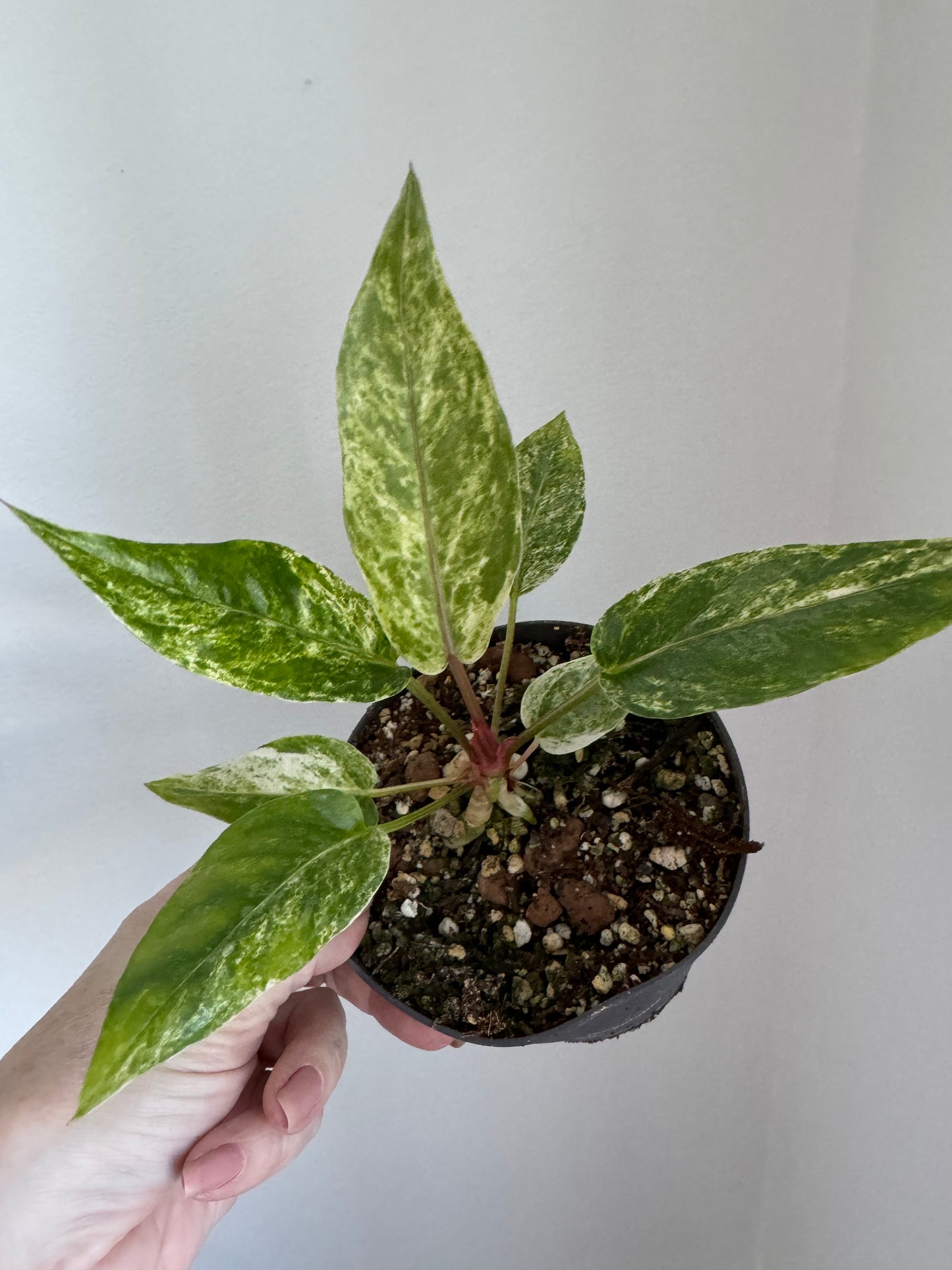 Anthurium Hybrid Variegated