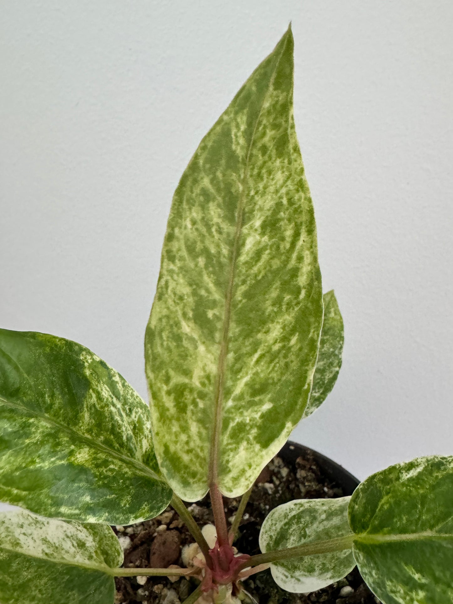 Anthurium Hybrid Variegated