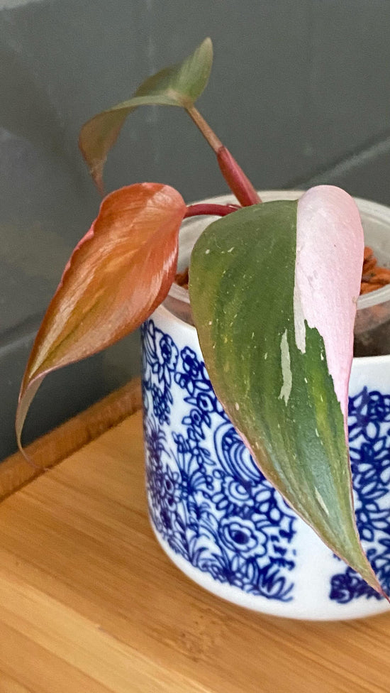 Philodendron Pink Princess of Fire