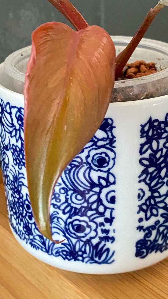 Philodendron Pink Princess of Fire