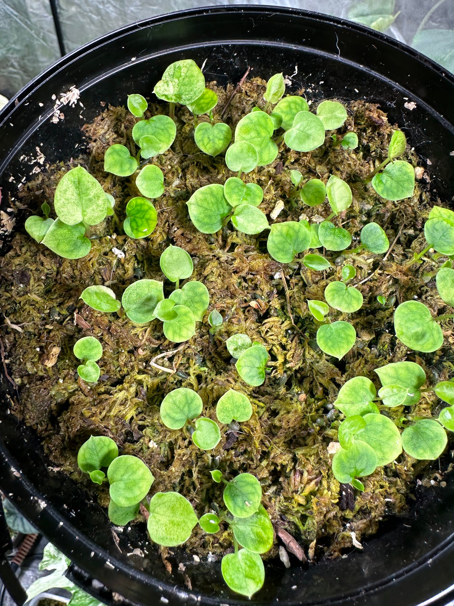 Anthurium papillilaminum hybrid seedlings from variegated momma