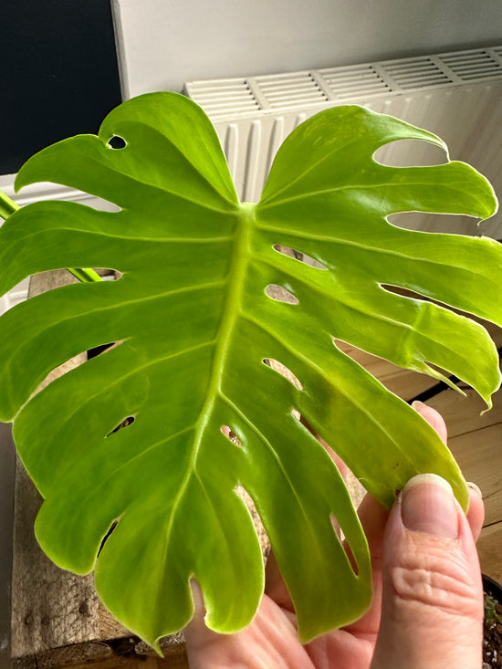 Load image into Gallery viewer, Monstera (creamy) Aurea Large Form
