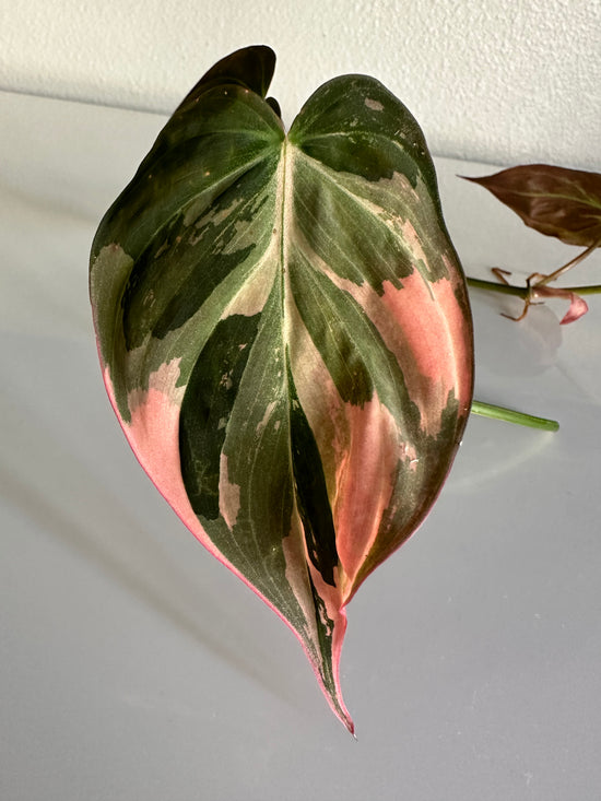 Load image into Gallery viewer, Philodendron Pink Micans
