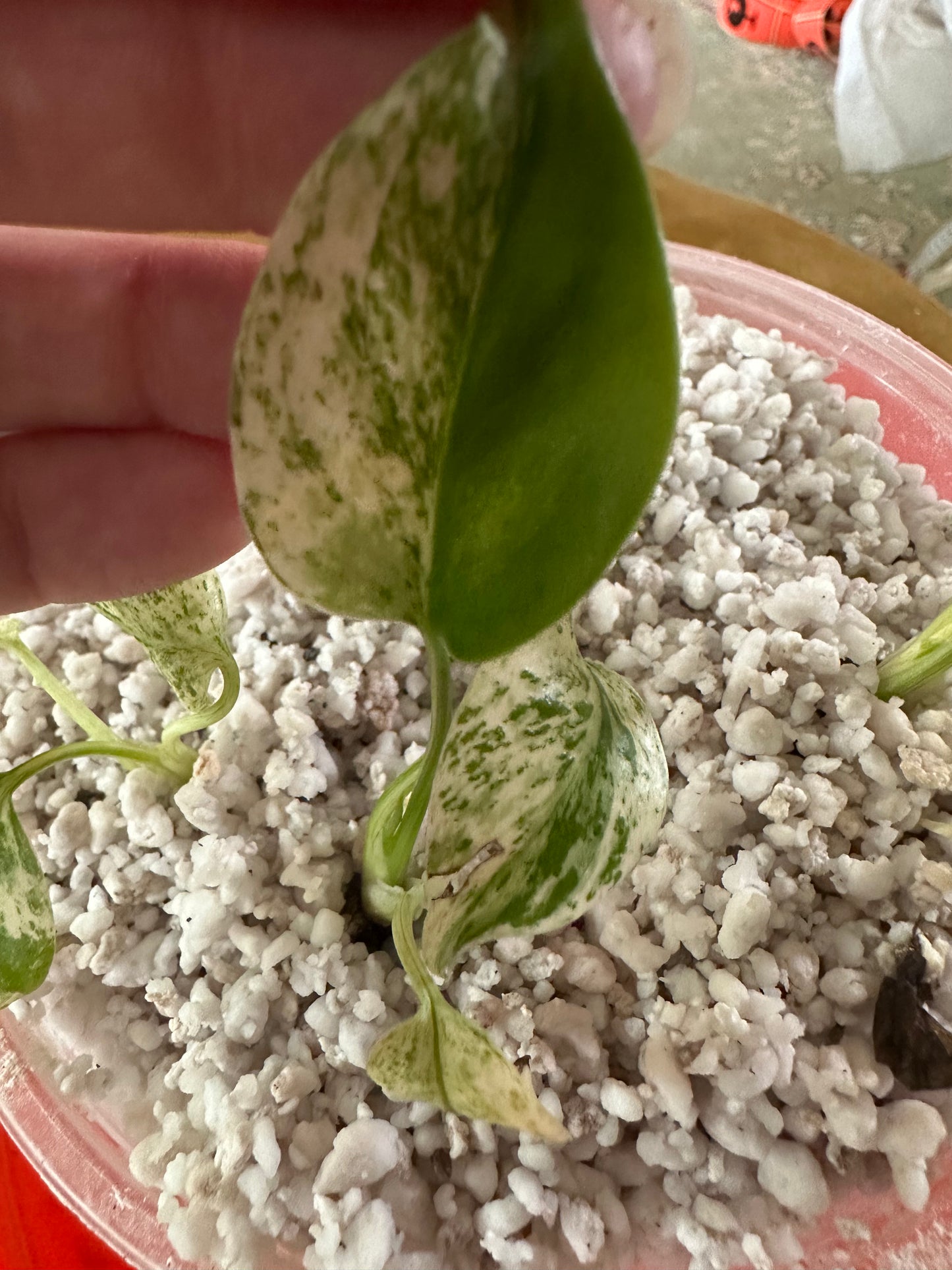 Monstera White Mint Large Form ejbotanicals