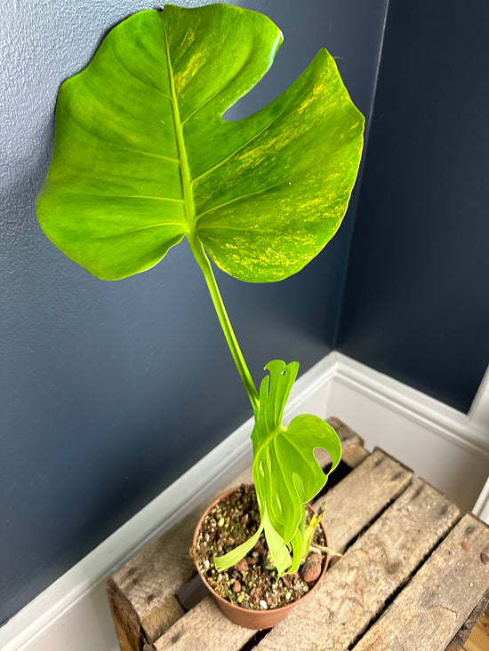 Monstera (creamy) Aurea Large Form