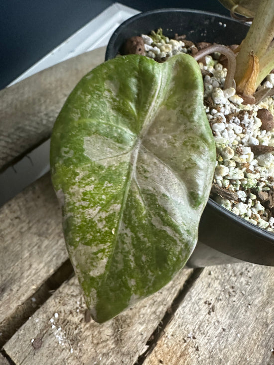 Alocasia Wentii Pink