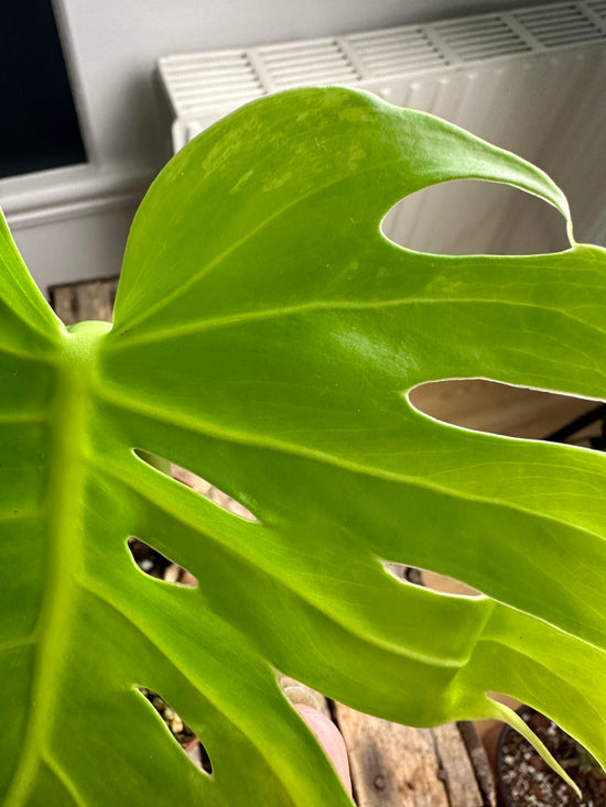 Monstera (creamy) Aurea Large Form