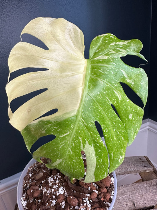 Monstera Thai Constellation Cream
