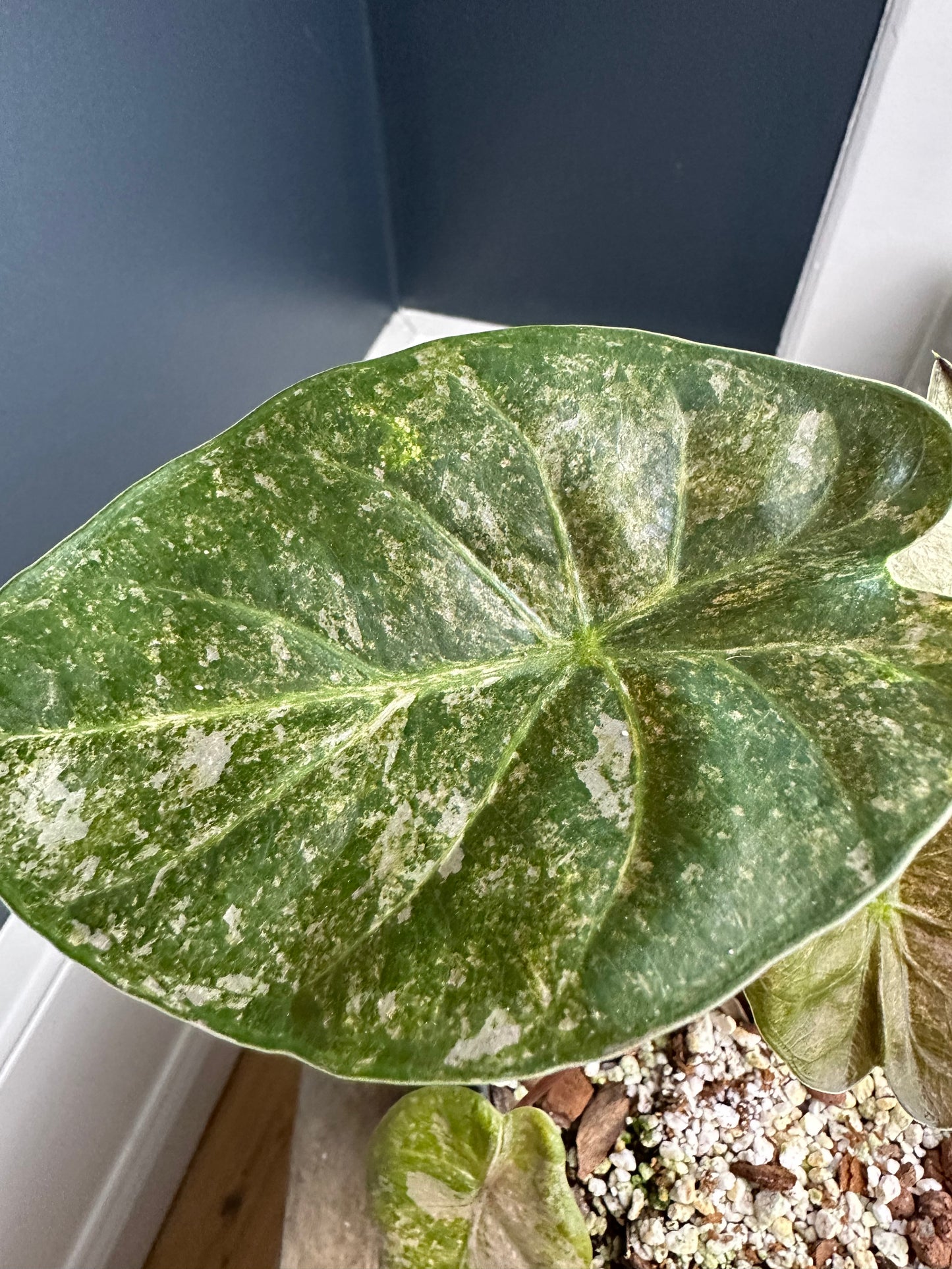 Alocasia Wentii Pink