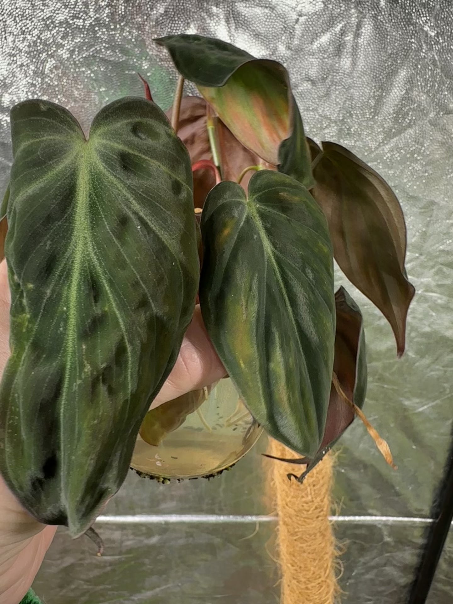 Load and play video in Gallery viewer, Philodendron Pink Micans Cuttings
