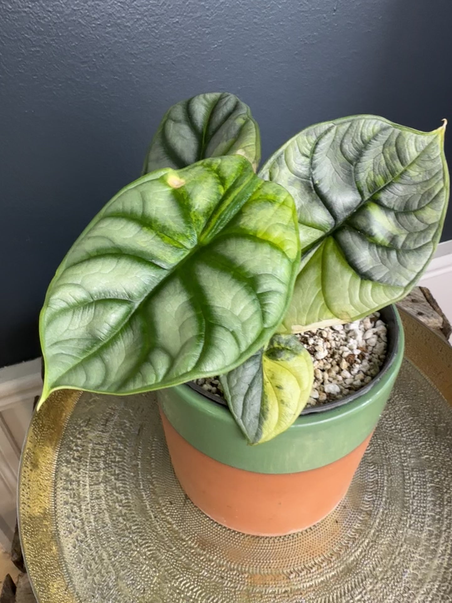 Load and play video in Gallery viewer, Alocasia Silver Dragon Scale Variegated
