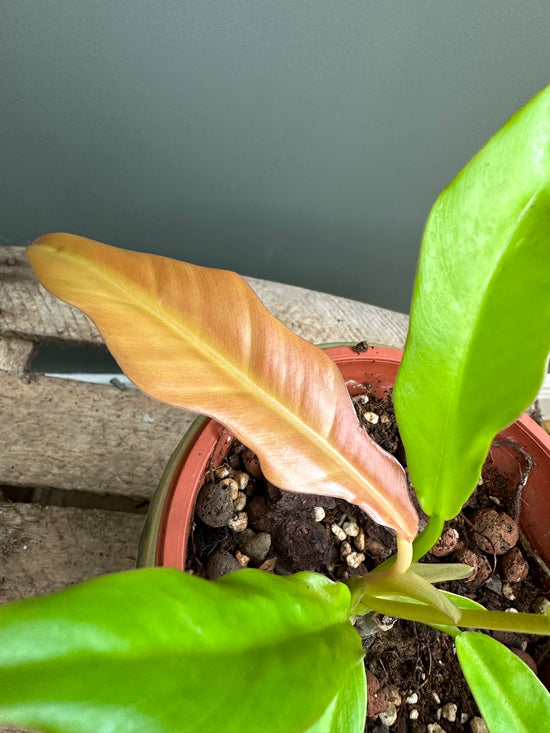 Load image into Gallery viewer, Philodendron Golden Saw Cuttings
