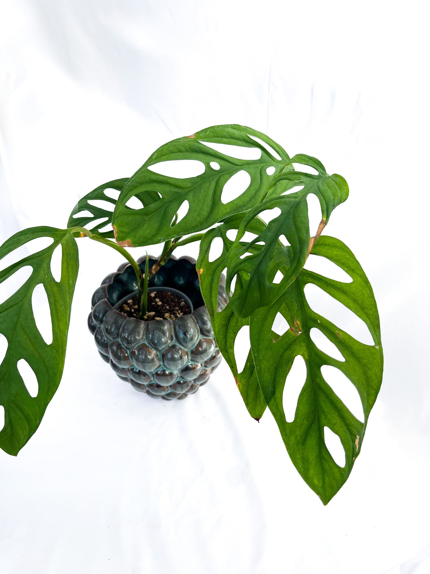 Load image into Gallery viewer, Monstera Esqueleto
